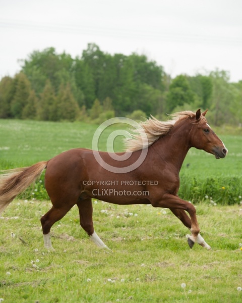 Peruvian Horse Free Running