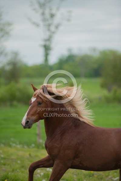 Peruvian Horse Free Running