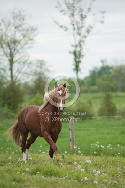 Peruvian Horse Free Running