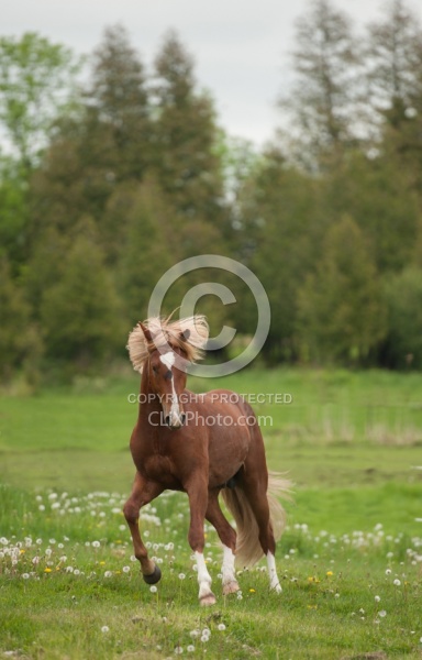Peruvian Horse Free Running