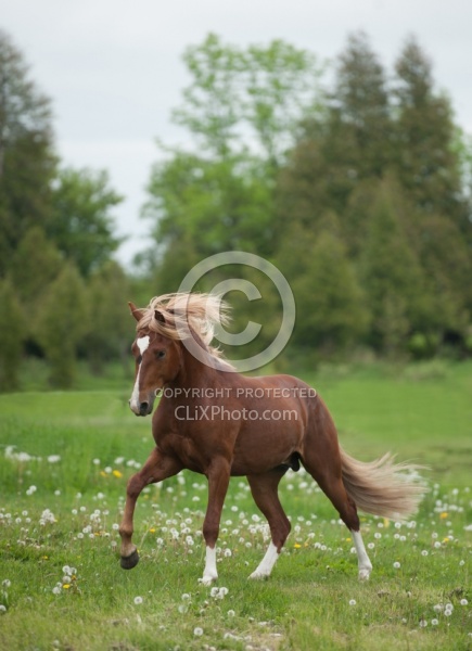 Peruvian Horse Free Running