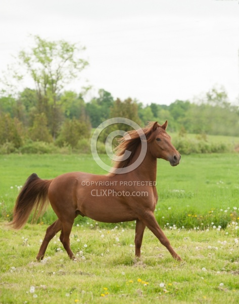 Peruvian Horse Free Running