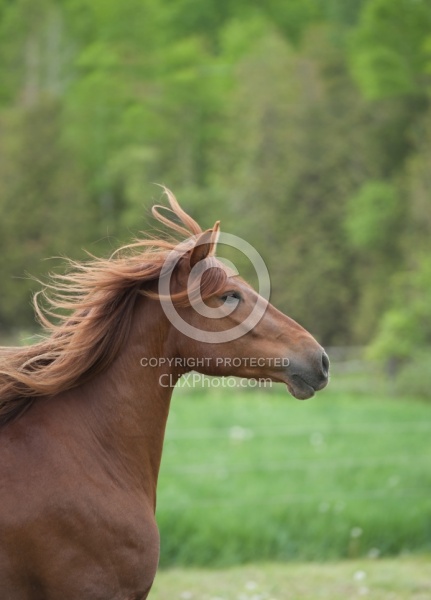 Peruvian Horse Free Running