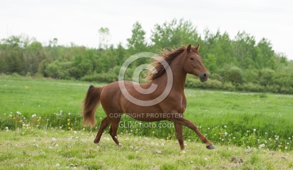 Peruvian Horse Free Running