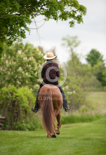 Peruvian Horse Under Saddle Beaconhurst Stables