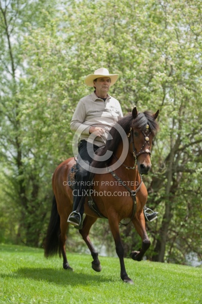 Peruvian Horse Under Saddle Beaconhurst Stables