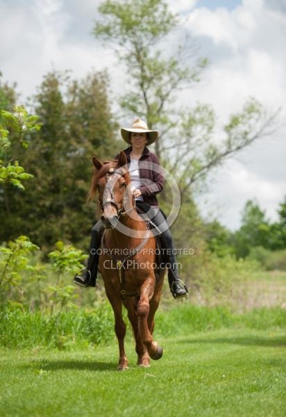 Peruvian Horse Under Saddle Beaconhurst Stables