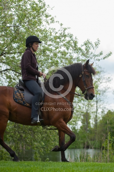 Peruvian Horse Under Saddle Beaconhurst Stables