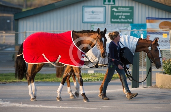 Horses at Show General