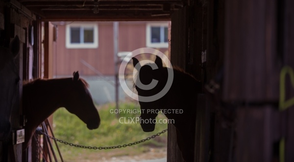 Stall Confinement,Quarantine