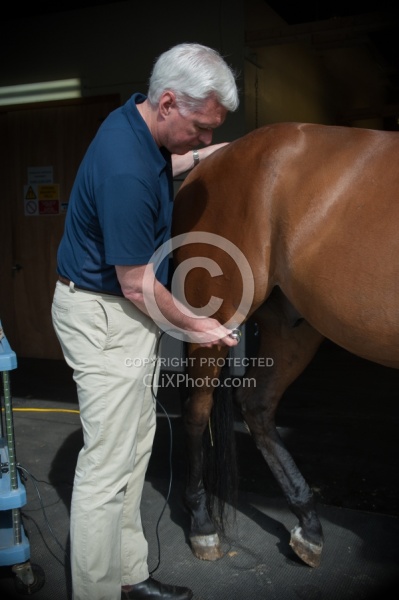 Laser Therapy to Stifle