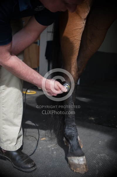 Laser Therapy to Hock Joint