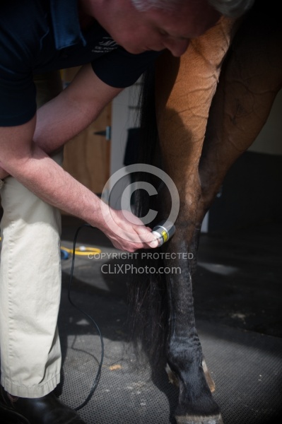 Laser Therapy to Hock Joint