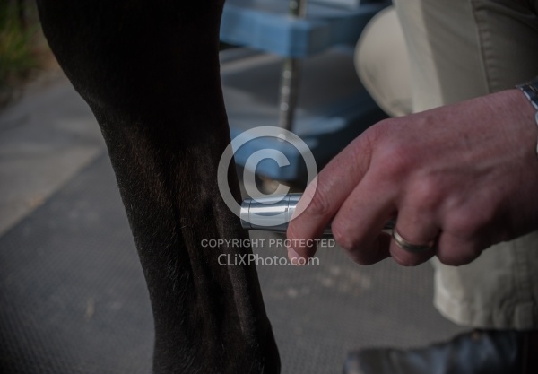 Laser Therapy to Tendon