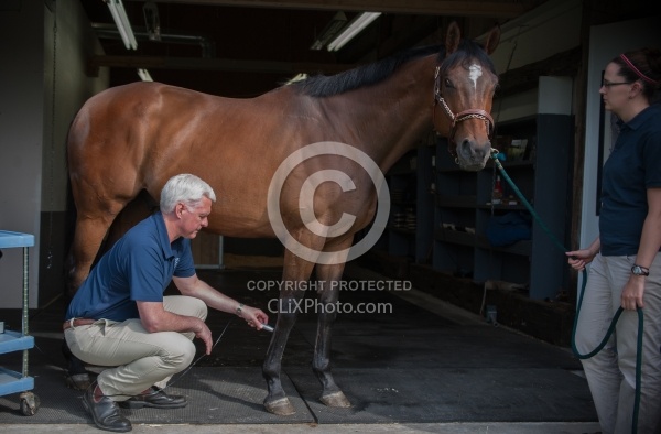 Laser Therapy to Tendon