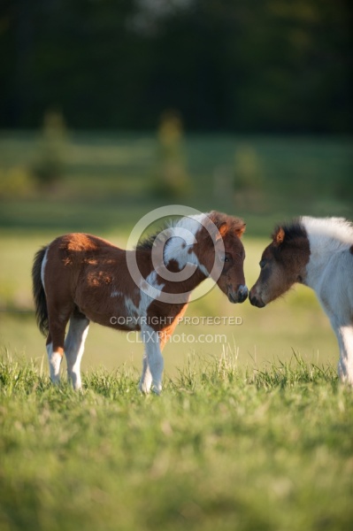 Dakota Winds Miniature Horse Farm Nuzzle to Nuzzle