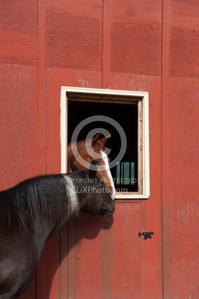 Trail Riding Western Nuzzle to Nuzzle