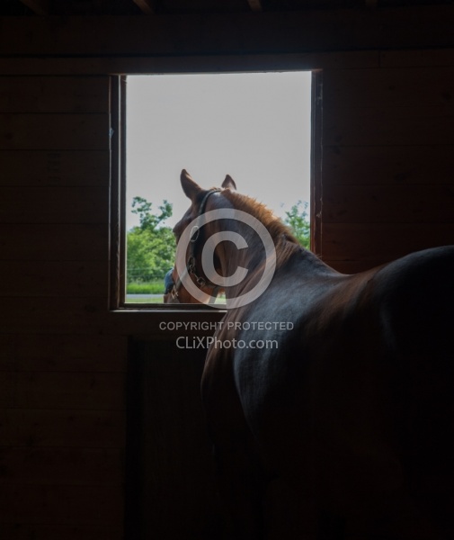 Stall with Horse