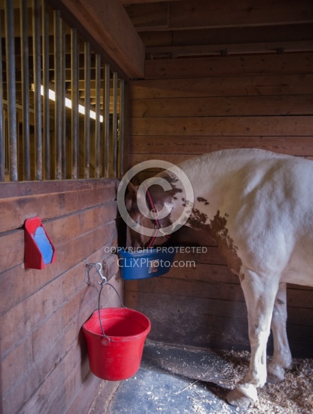 Stall with Horse