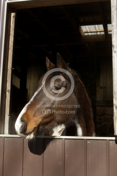 Paint Looking Out Barn Window