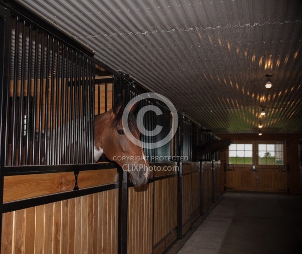 Stall with Horse