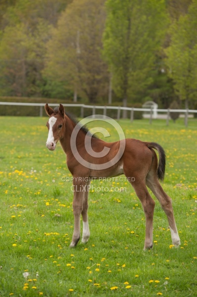 Foal