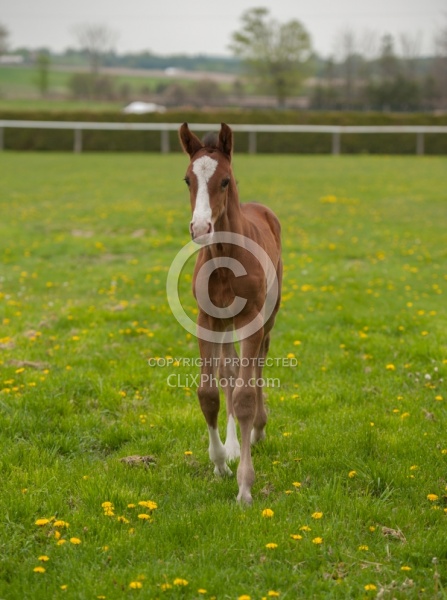 Foal