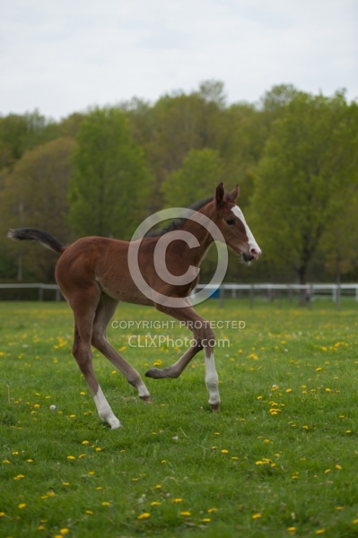 Foal