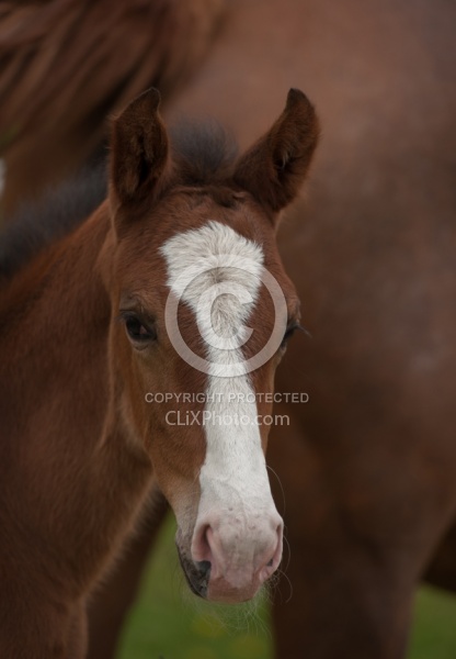 Foal Portrait