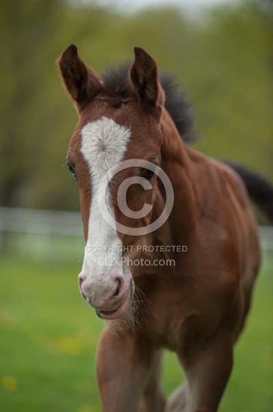 Foal Portrait