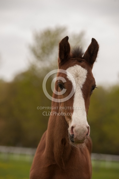 Foal Portrait