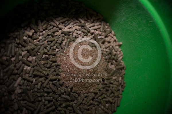 Flax Seed Supplement