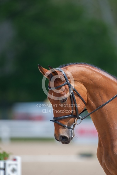 William Fox-Pitt and Neuf De Couers Selle Francais Rolex 2011