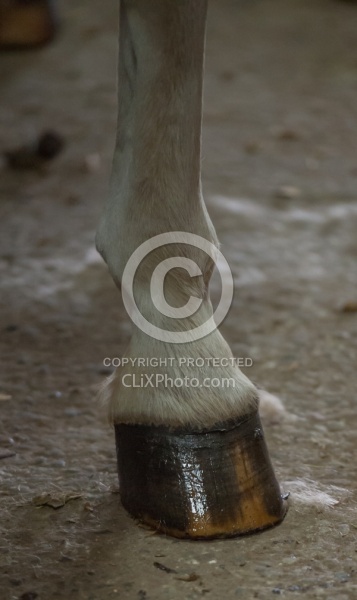 Hoof Care
