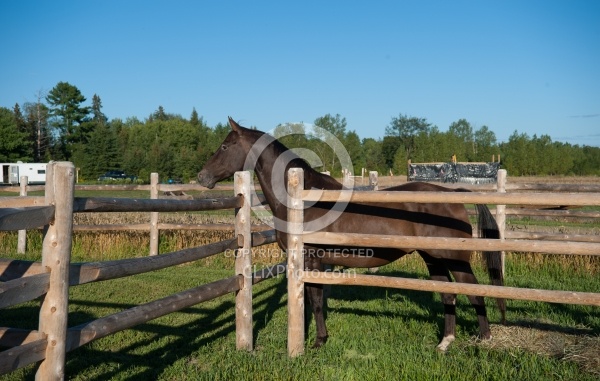 Horse Country Campground Permanent Paddocks