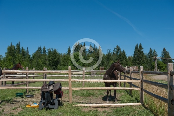 Horse Country Campground Permanent Paddocks
