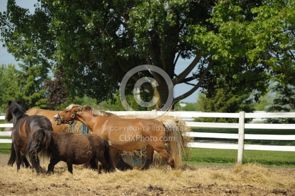 Schooling Over Poles Dominance at the Hay Feeder