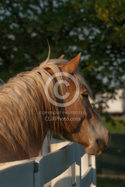 Haflinger Portrait