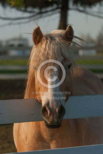 Haflinger Portrait