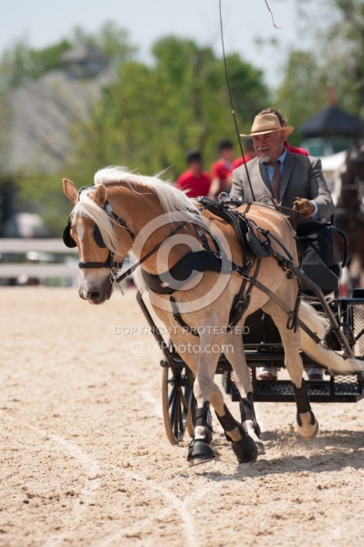 Haflinger Driving Haflinger Driving