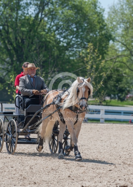 Haflinger Driving Haflinger Driving