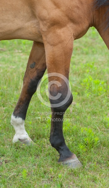 Calcification on the knee