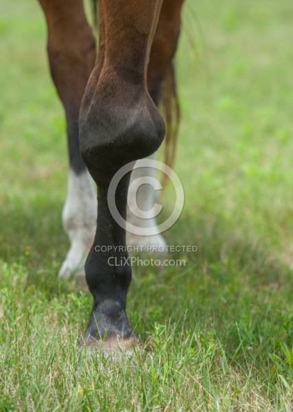 Calcification on the knee