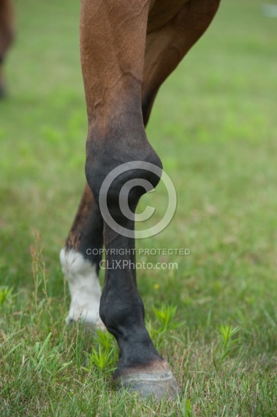 Calcification on the knee