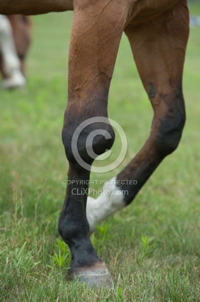 Calcification on the knee