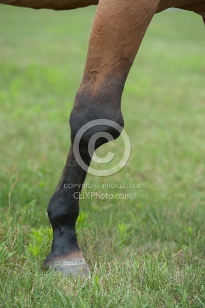 Calcification on the knee