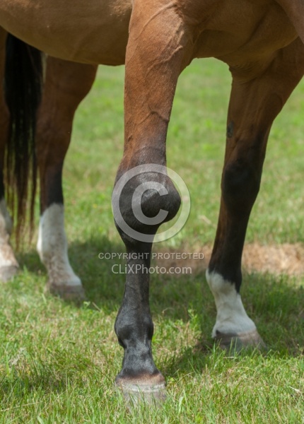 Calcification on the knee