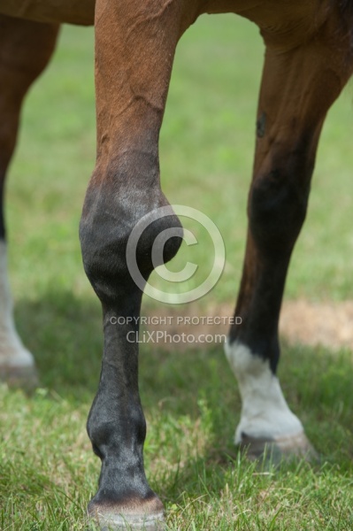 Calcification on the knee