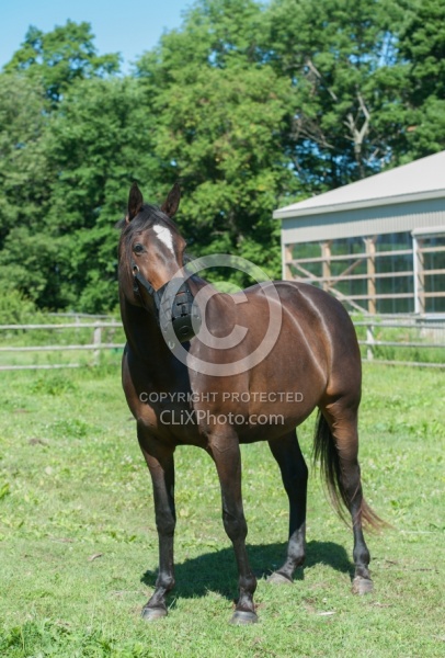 Overweight Horse with Grazing Muzzle