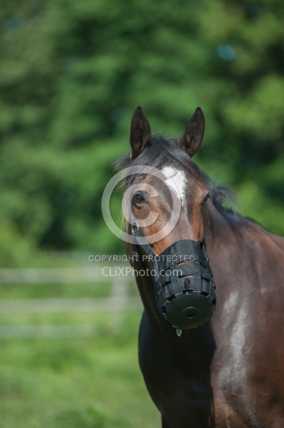 Overweight Horse with Grazing Muzzle